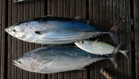 Palamut Balığı: Lezzetin ve Sağlığın Buluştuğu Nokta